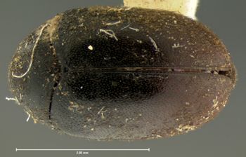 Media type: image;   Entomology 6877 Aspect: habitus dorsal view